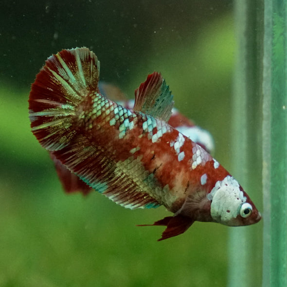 Multicolor/ Galaxy Koi Plakat- Female- 13 Weeks Old