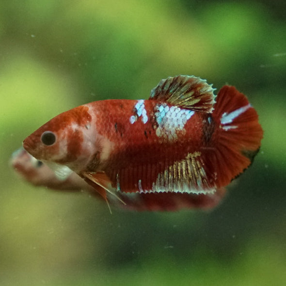 Multicolor/ Galaxy Koi Plakat- Female- 13 Weeks Old