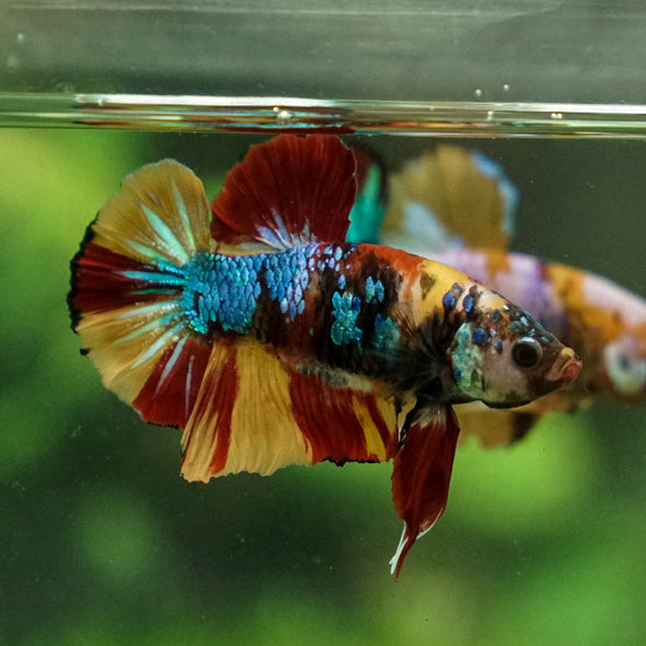 Multicolor/Galaxy Koi Plakat -16 weeks Old