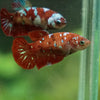 Multicolor/ Galaxy Koi Plakat- Female- 13 Weeks Old