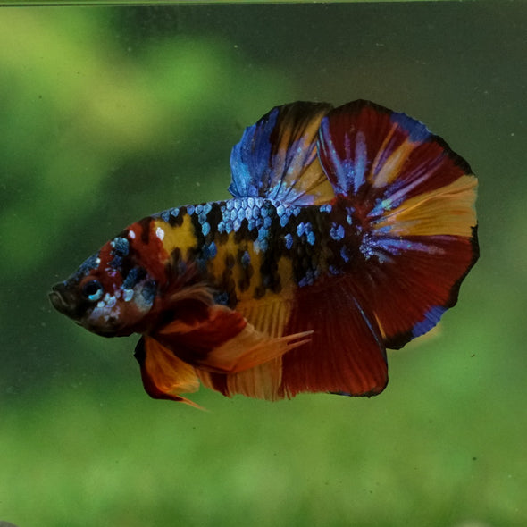 Multicolor/Galaxy Koi Plakat -16 weeks Old