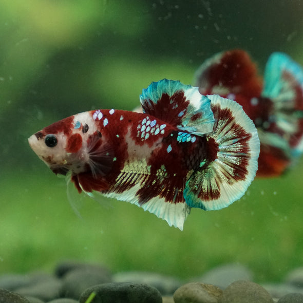 Multicolor/Galaxy Koi Plakat -13 weeks Old