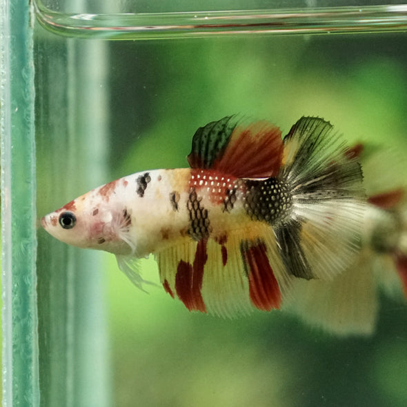 Multicolor/ Galaxy Koi Halfmoon - Female- 13 Weeks Old