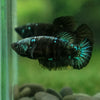 Black Galaxy Koi (Avatar) Halfmoon - Female- 13 Weeks Old