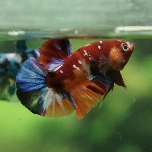 Multicolor/Galaxy Koi Plakat -11 weeks Old