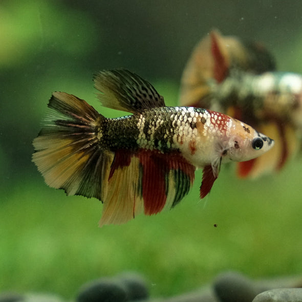 Multicolor/ Galaxy Koi Halfmoon - Female- 14 Weeks Old