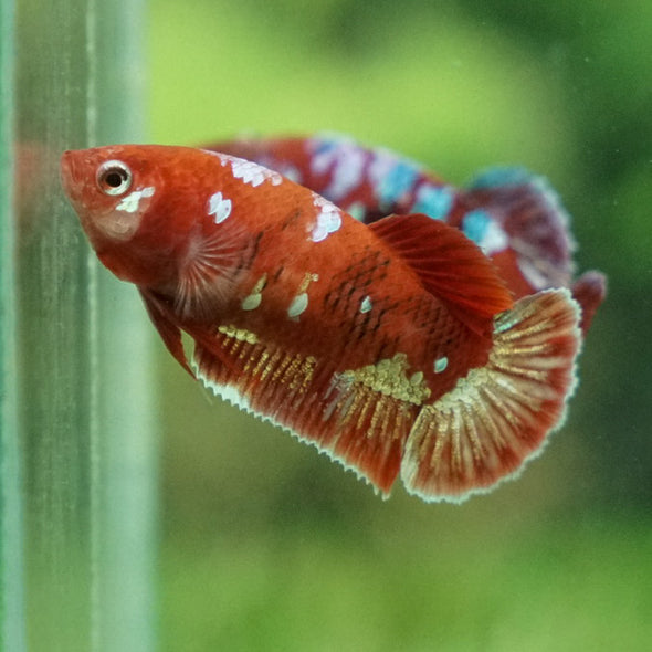 Multicolor/ Galaxy Koi Plakat- Female- 13 Weeks Old