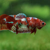 Multicolor/ Galaxy Koi Plakat- Female- 13 Weeks Old