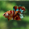 Multicolor/Galaxy Koi Plakat -11 weeks Old