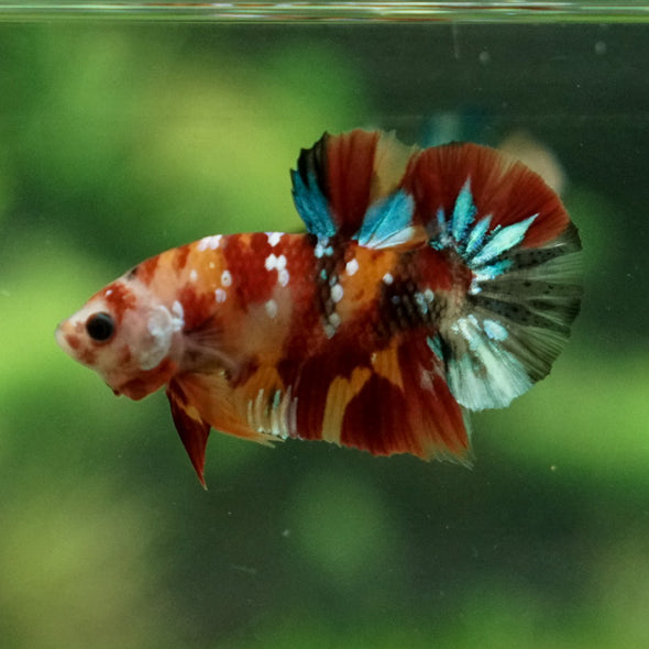 Multicolor/Galaxy Koi Plakat -11 weeks Old