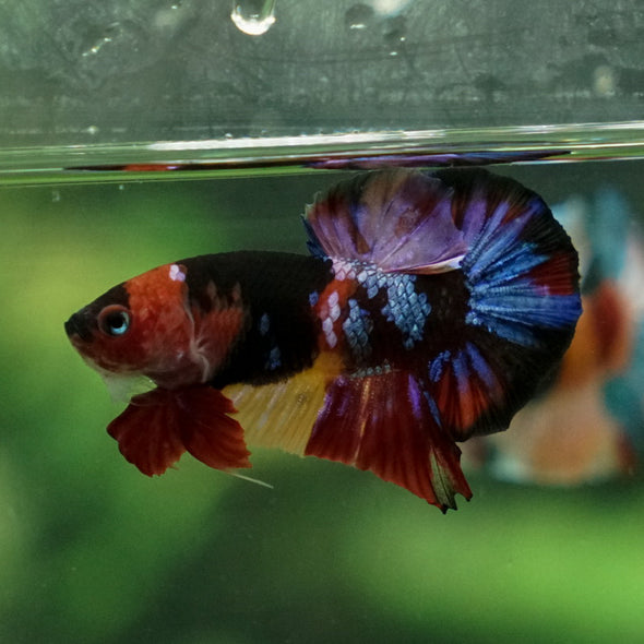 Multicolor/Galaxy Koi Plakat -11 weeks Old