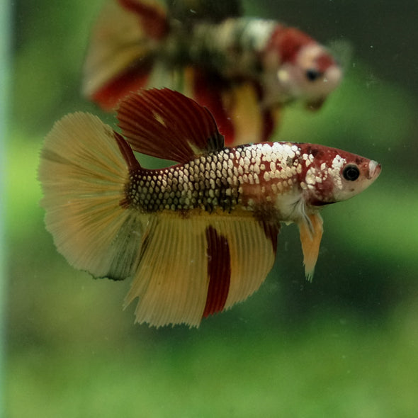 Multicolor/ Galaxy Koi Halfmoon - Female- 14 Weeks Old