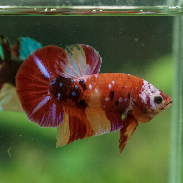 Multicolor/Galaxy Koi Plakat -13 weeks Old