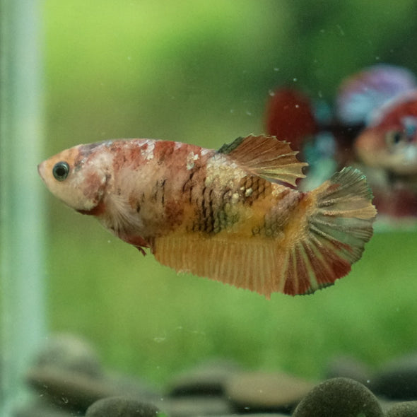 Multicolor/ Galaxy Koi Plakat- Female- 13 Weeks Old