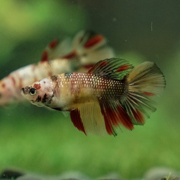 Multicolor/ Galaxy Koi Halfmoon - Female- 13 Weeks Old