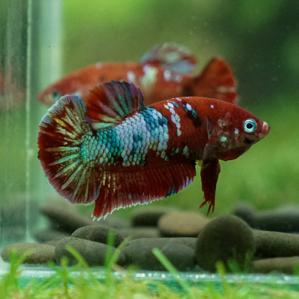 Multicolor/ Galaxy Koi Plakat- Female- 13 Weeks Old