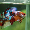 Multicolor/Galaxy Koi Plakat -13 weeks Old