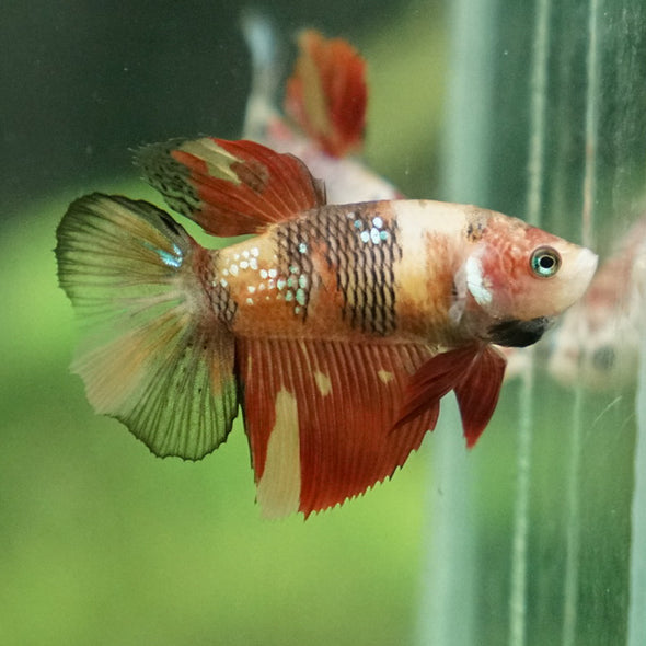 Multicolor/ Galaxy Koi Halfmoon - Female- 13 Weeks Old