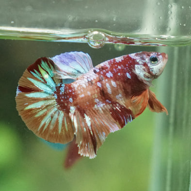 Multicolor/Galaxy Koi Plakat -13 weeks Old