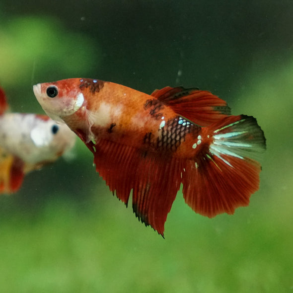 Multicolor/ Galaxy Koi Halfmoon - Female- 13 Weeks Old