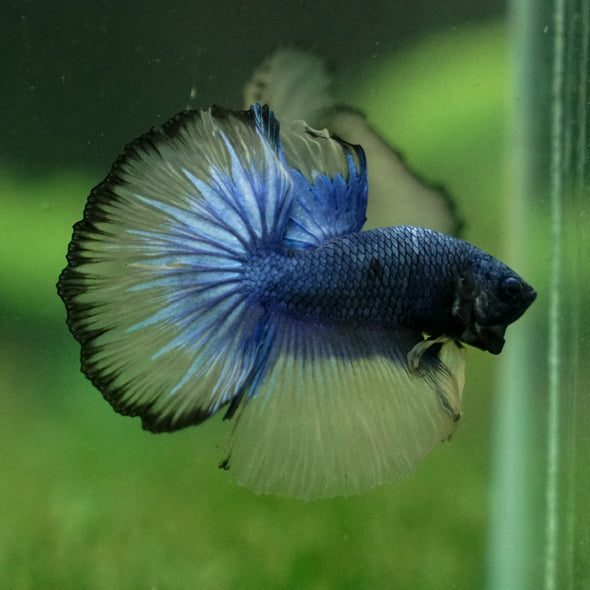 Halfmoon - 11 weeks old