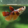 Multicolor/ Galaxy Koi Halfmoon - Female- 13 Weeks Old
