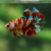 Multicolor/Galaxy Koi Plakat -11 weeks Old