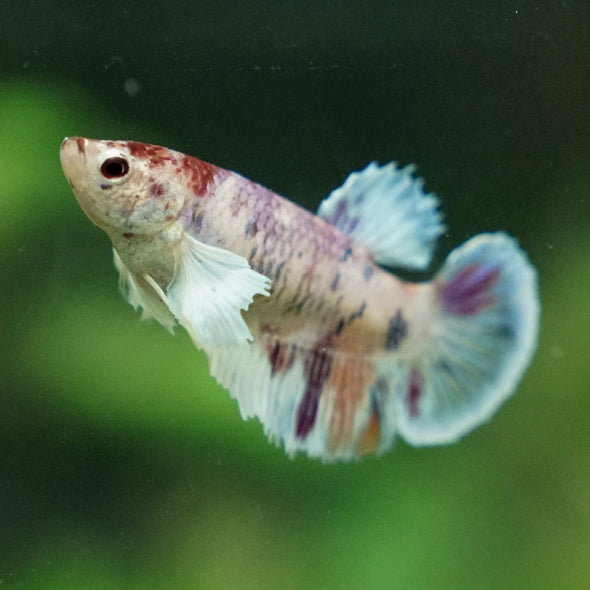 Multicolor/ Galaxy Dumbo Halfmoon - Female- 13 Weeks Old