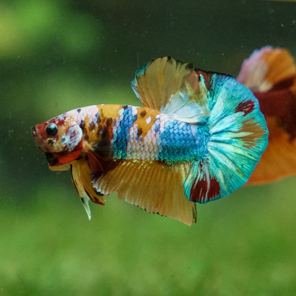 Multicolor/Galaxy Koi Plakat -16 weeks Old