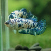 Blue/Green Dalmatian Plakat- Female