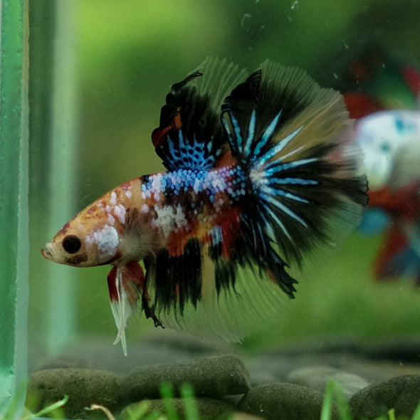 Candy/Galaxy Koi Halfmoon - 11 weeks old