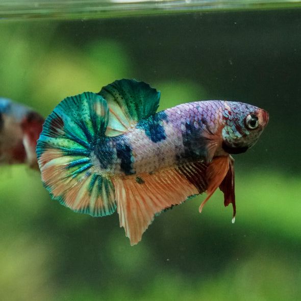 Multicolor/Galaxy Koi Plakat -13 weeks Old