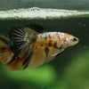 Multicolor/ Galaxy Koi Halfmoon - Female- 14 Weeks Old