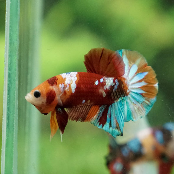 Multicolor/Galaxy Koi Plakat -13 weeks Old