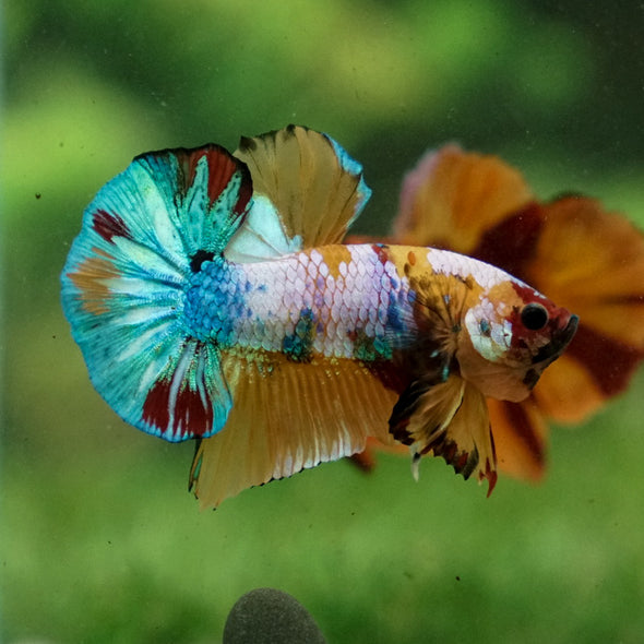 Multicolor/Galaxy Koi Plakat -16 weeks Old