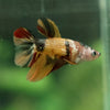 Multicolor/ Galaxy Koi Halfmoon - Female- 14 Weeks Old