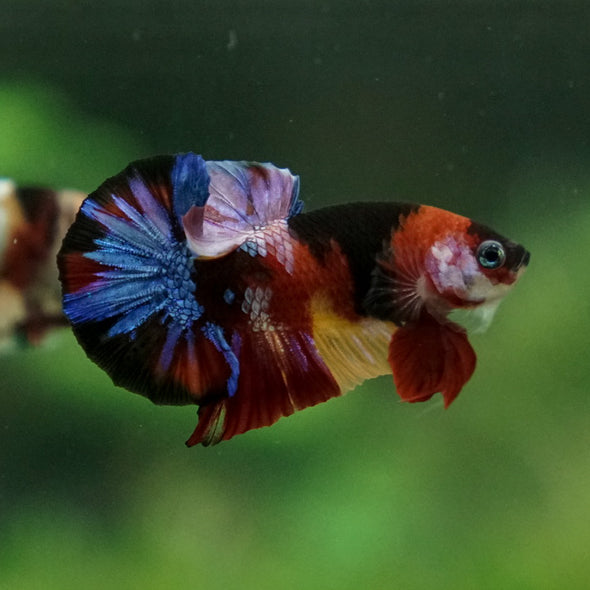 Multicolor/Galaxy Koi Plakat -11 weeks Old