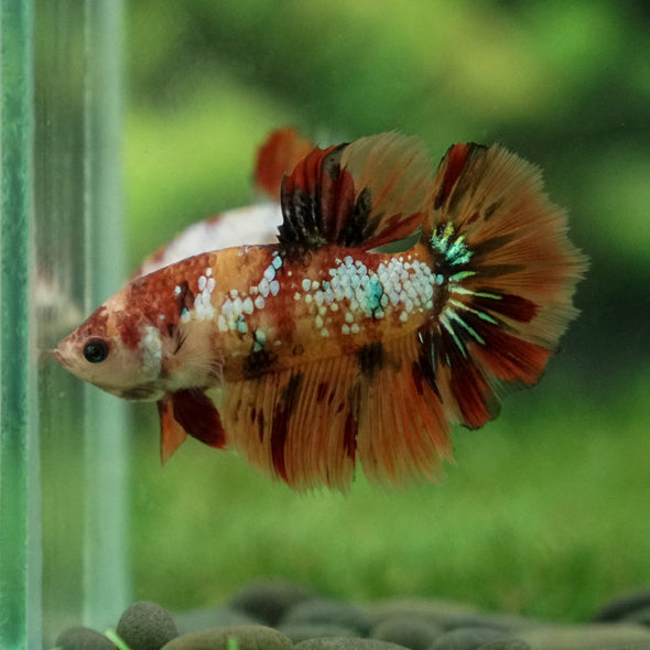 Multicolor/ Galaxy Koi Halfmoon - Female- 13 Weeks Old