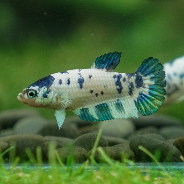 Blue/Green Dalmatian Plakat- Female