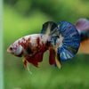 Multicolor/Galaxy Koi Plakat -11 weeks Old