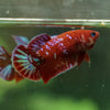 Multicolor/ Galaxy Koi Plakat- Female- 13 Weeks Old
