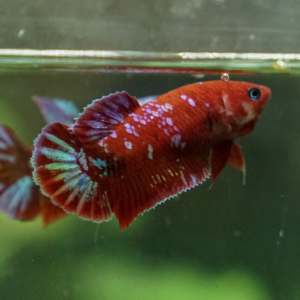 Multicolor/ Galaxy Koi Plakat- Female- 13 Weeks Old