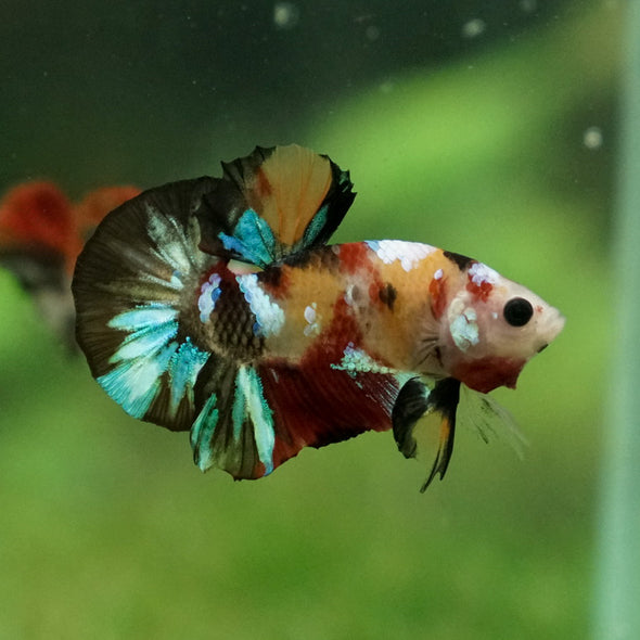 Multicolor/Galaxy Koi Plakat -11 weeks Old