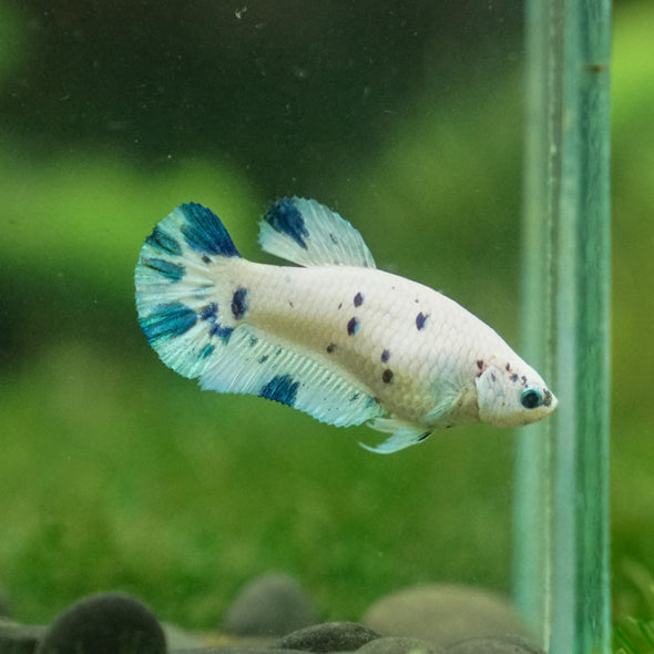 Blue/Green Dalmatian Plakat- Female