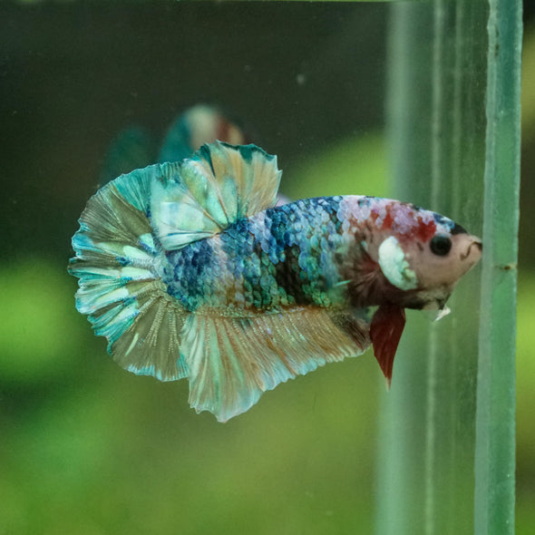 Multicolor/Galaxy Koi Plakat -13 weeks Old