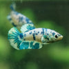 Blue/Green Dalmatian Plakat- Female