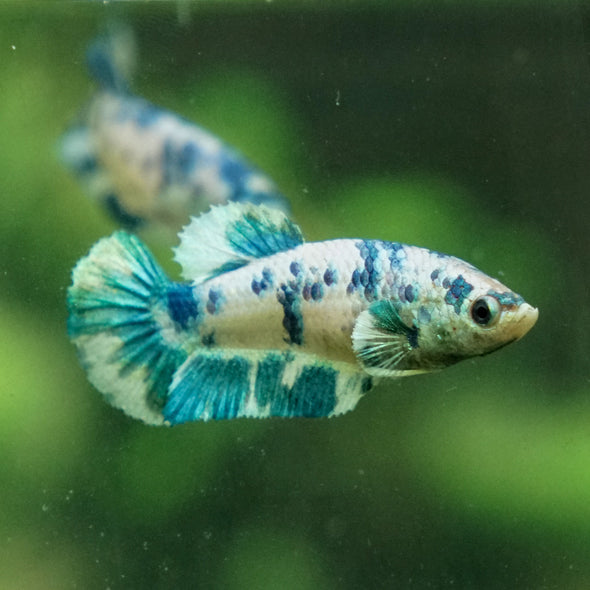 Blue/Green Dalmatian Plakat- Female