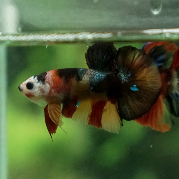 Multicolor/Galaxy Koi Plakat -11 weeks Old