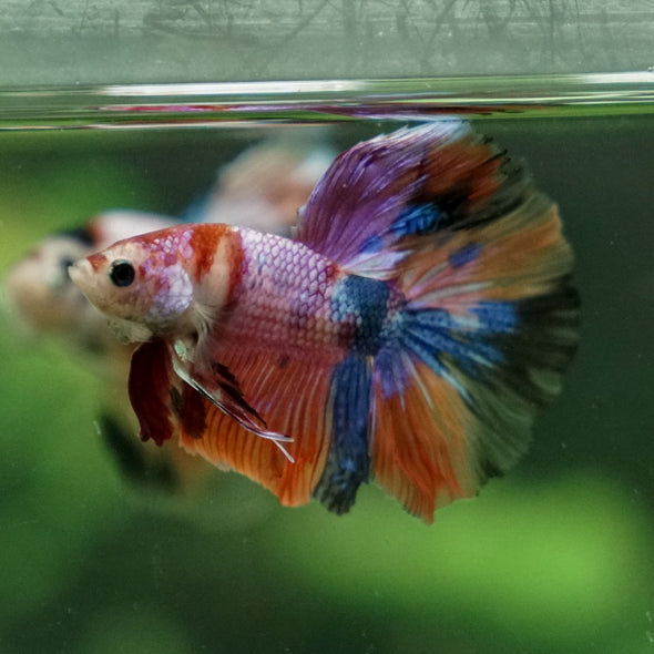 Candy/Galaxy Koi Halfmoon - 11 weeks old