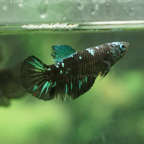 Black Galaxy Koi (Avatar) Halfmoon - Female- 13 Weeks Old